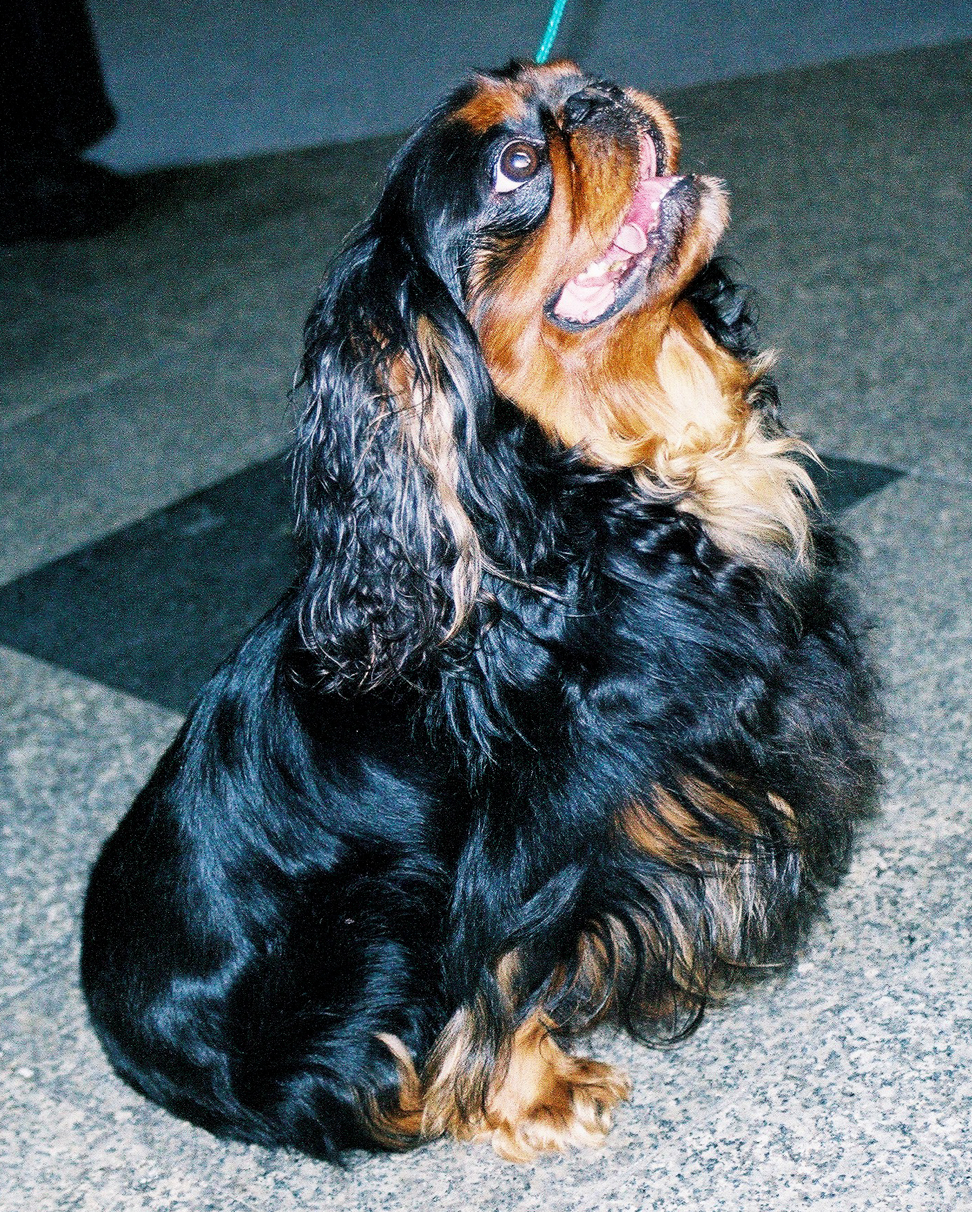 King charles španěl