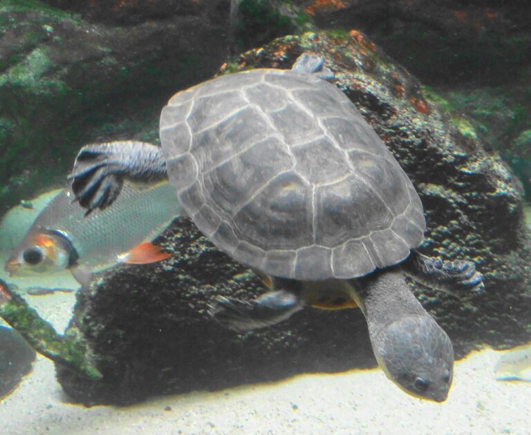 Vousivka žabohlavá (Phrynops geoffroanus)