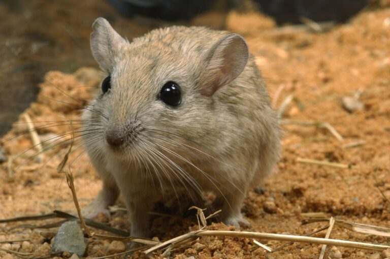 Pískomil hedvábný (Meriones crassus)