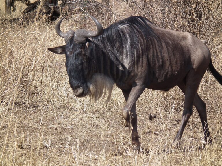 Pakůň žíhaný modrý (Connochaetes taurinus taurinus)