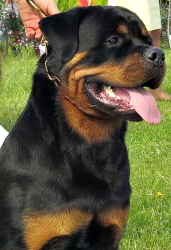 Rotvajler