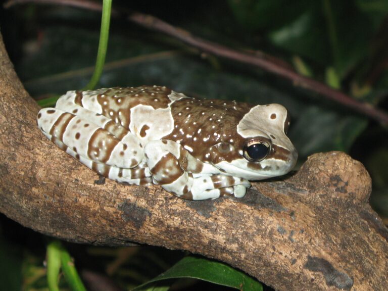 Rosnička včelí (Trachycephalus resinifictrix)