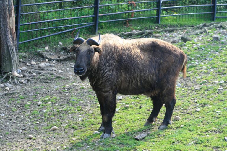 Takin indický (Budorcas taxicolor taxicolor)