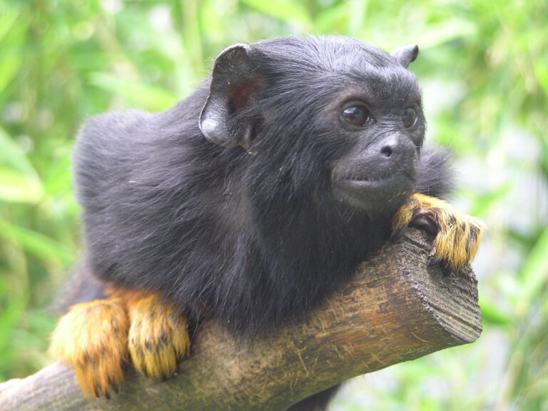 Tamarín žlutoruký (Saguinus midas)