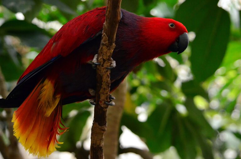Eklektus různobarvý (Eclectus roratus)