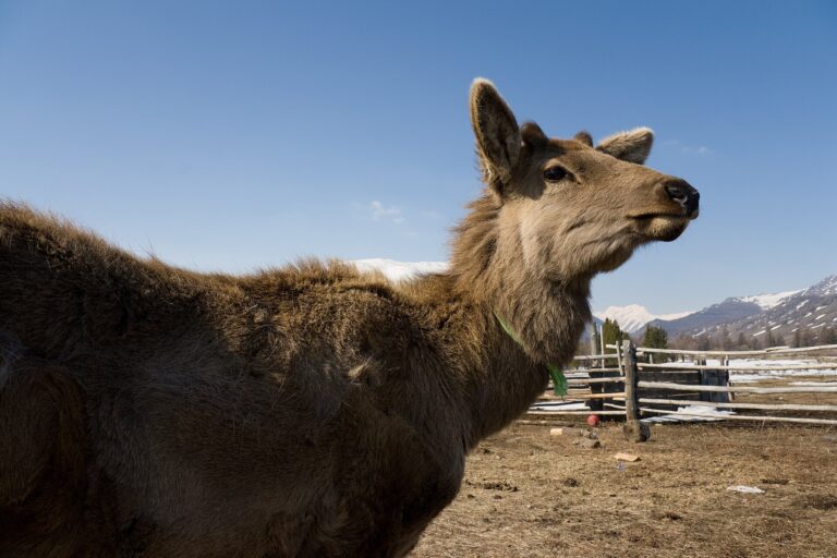 Wapiti sibiřský (Cervus canadensis sibiricus)