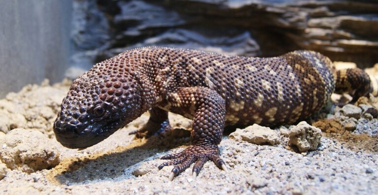 Korovec mexický (Heloderma horridum)