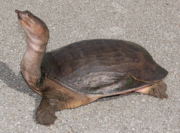 Kožnatka floridská (Apalone ferox)