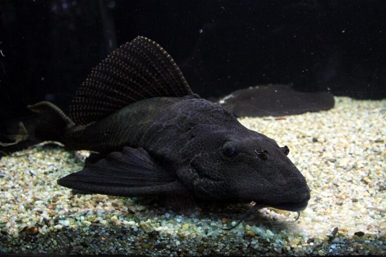 Krunýřovec velkoploutvý Krunýřovec velkoploutvý (Pterygoplichthys gibbiceps)