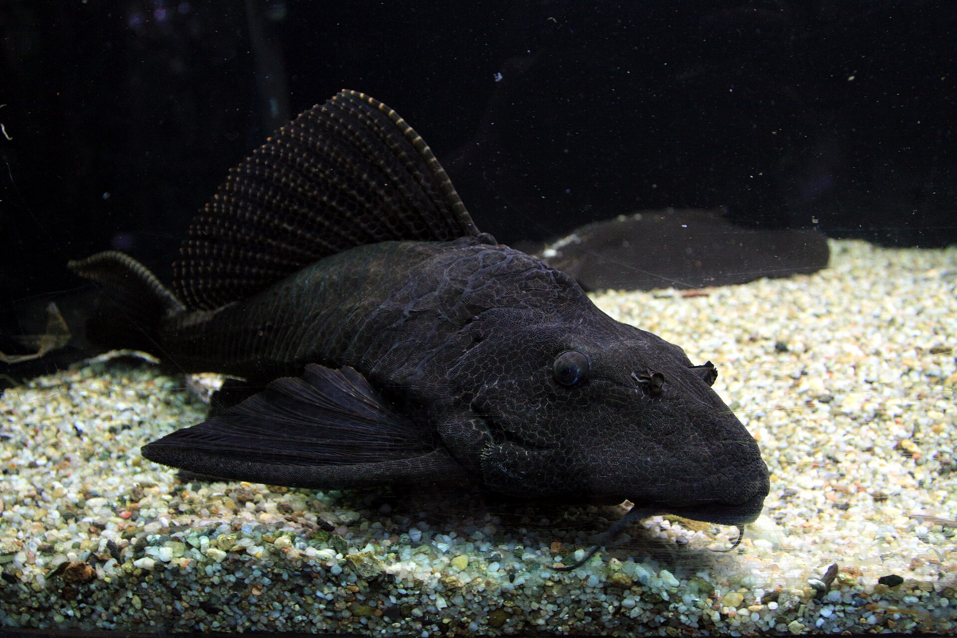 Krunýřovec velkoploutvý