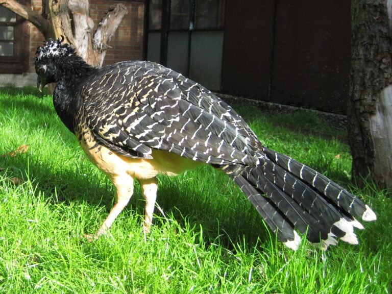 Hoko žlutozobý (Crax fasciolata)