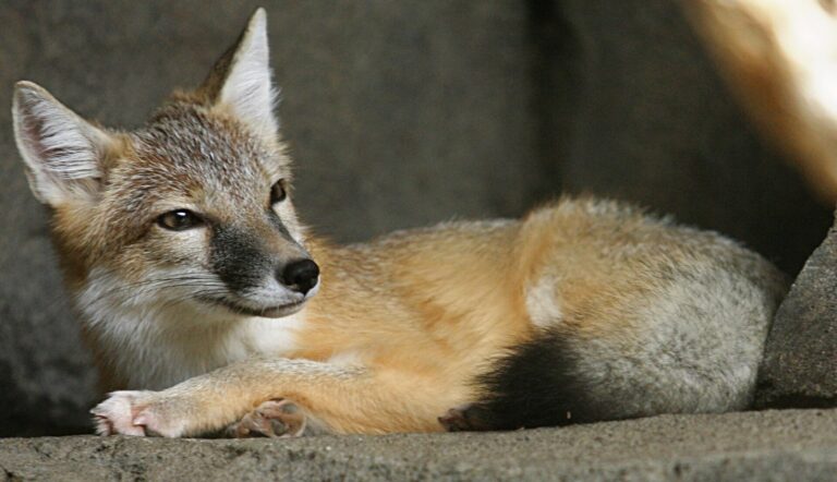 Liška šedohnědá Liška šedohnědá (Vulpes velox)