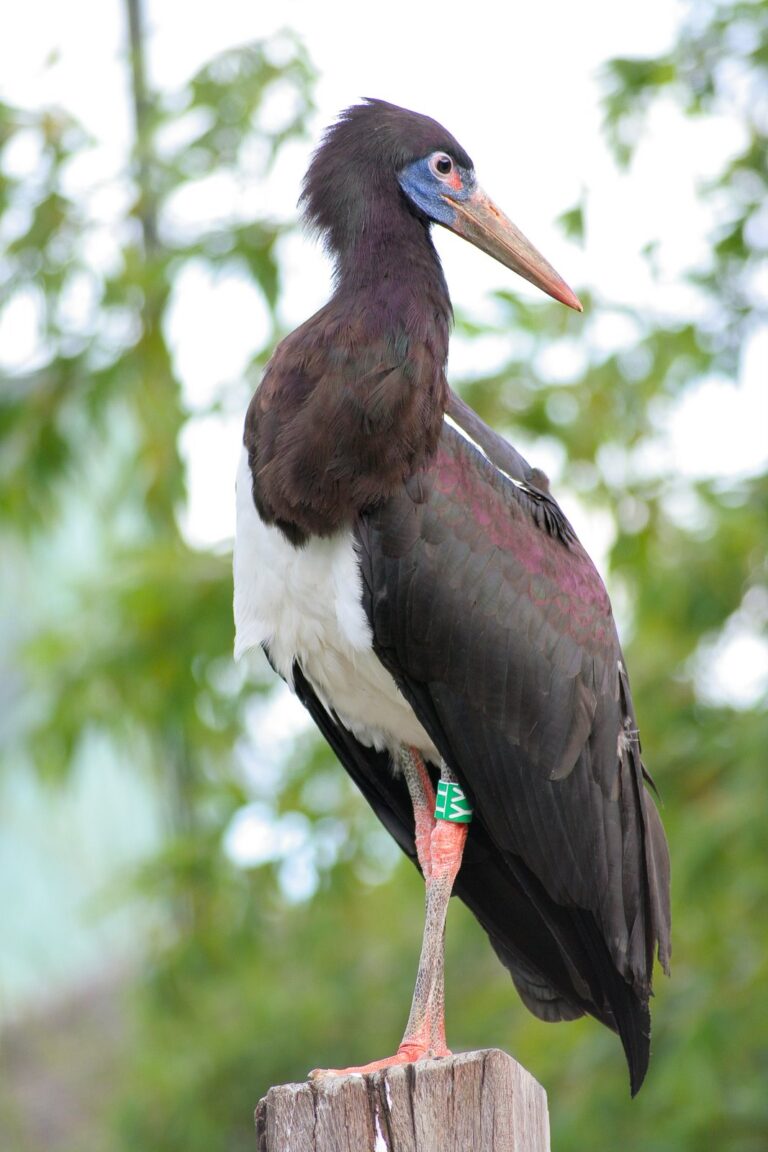 Čáp simbil (Ciconia abdimii)