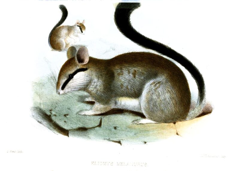 Plch pustinný (Eliomys melanurus)