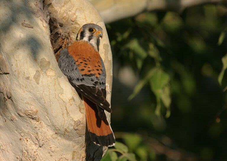 Poštolka pestrá (Falco sparverius)