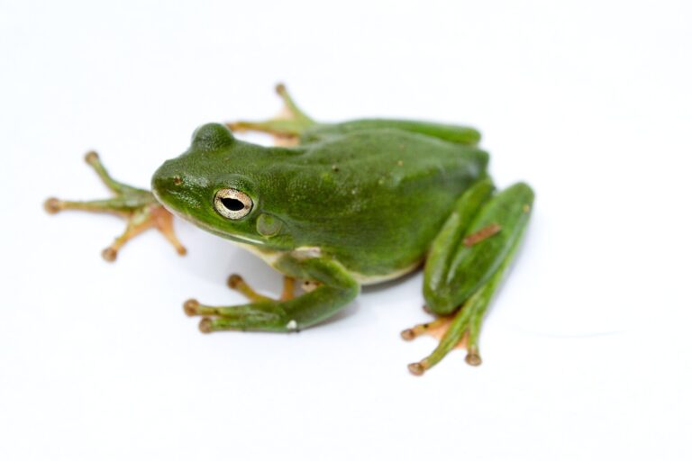 Rosnička bělopruhá (Hyla cinerea)
