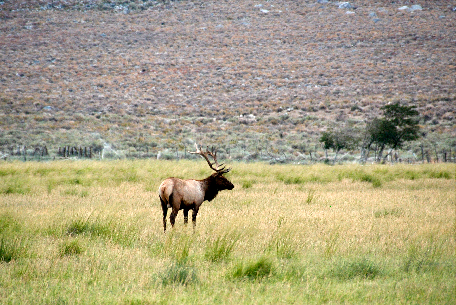 Wapiti kalifornský