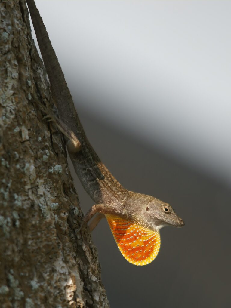 Anolis hnědý