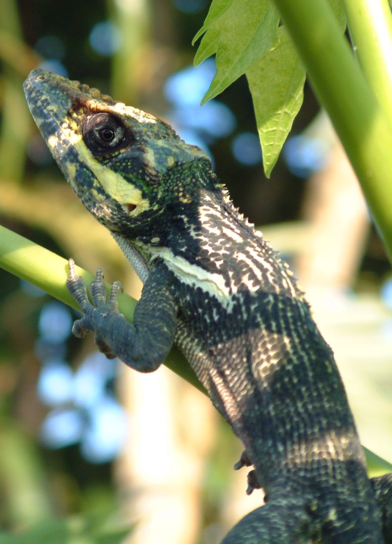 Anolis rytířský