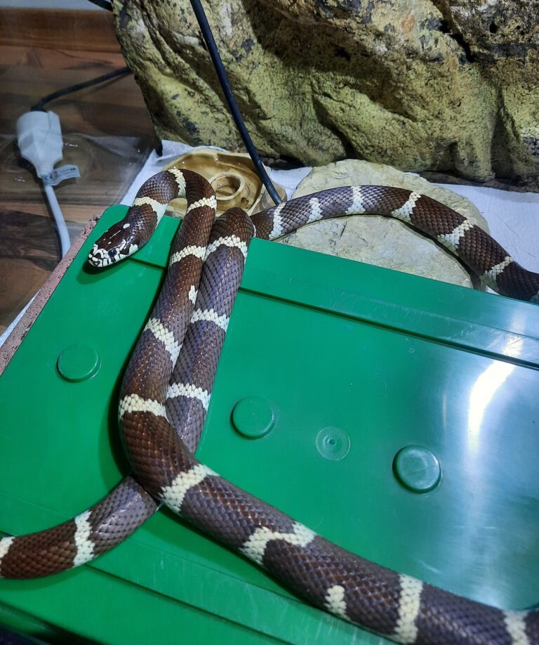 Korálovka kalifornská (Lampropeltis californiae)