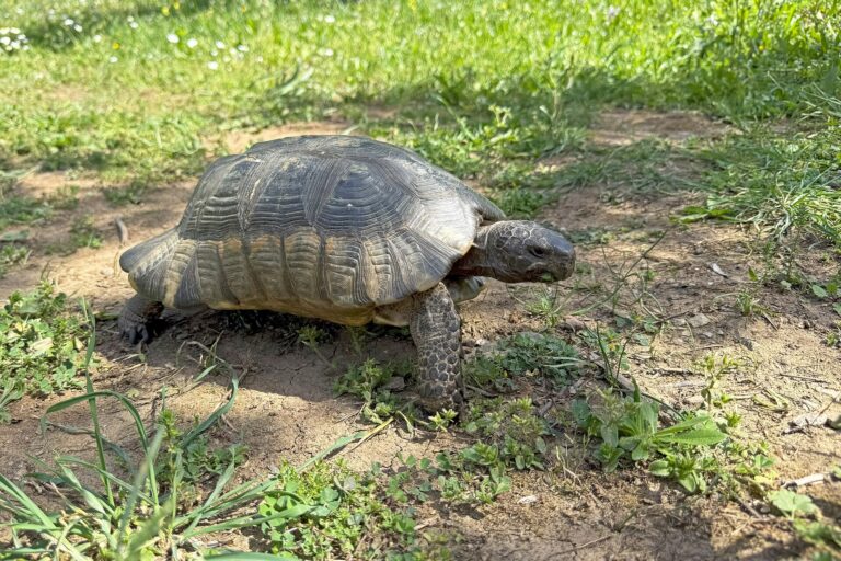 Želva vroubená (Testudo marginata)