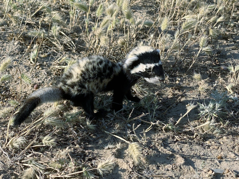 Tchořík skvrnitý (Vormela peregusna)
