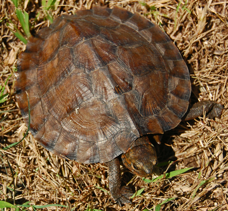 Želva zubatá