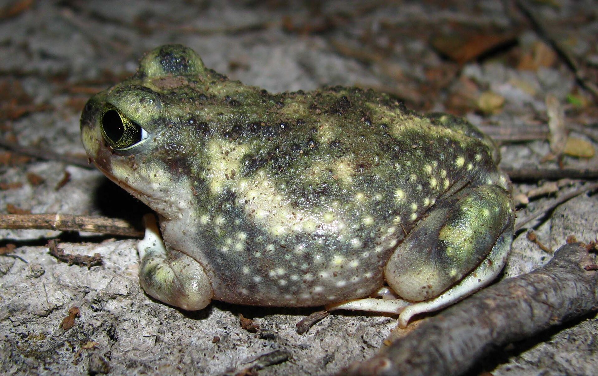 Blatnice americká