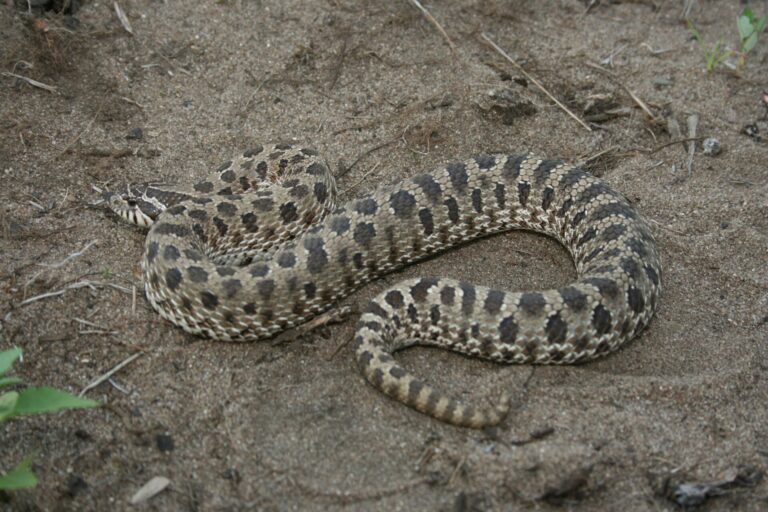 Heterodon nosatý (Heterodon nasicus)
