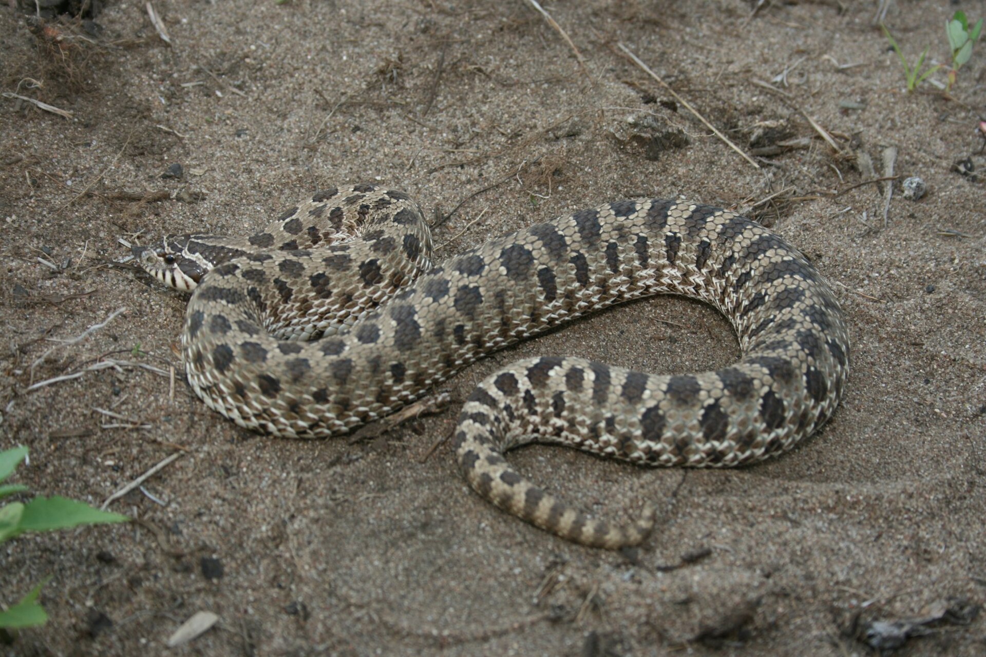 Heterodon nosatý