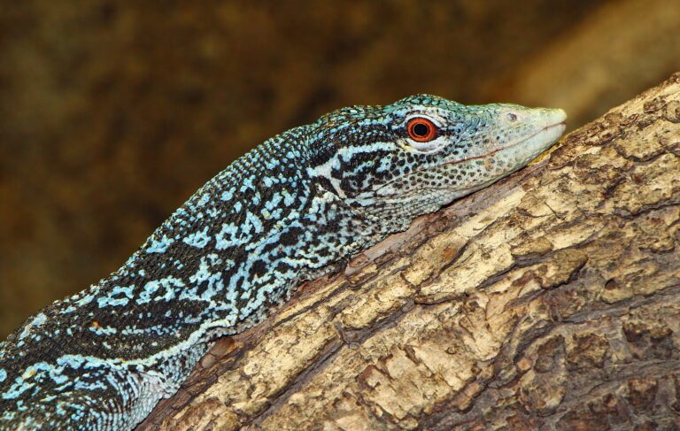 Varan modrý (Varanus macraei)