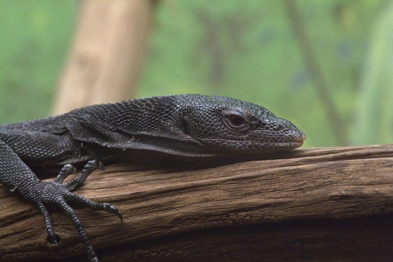 Varan černý (Varanus beccarii)