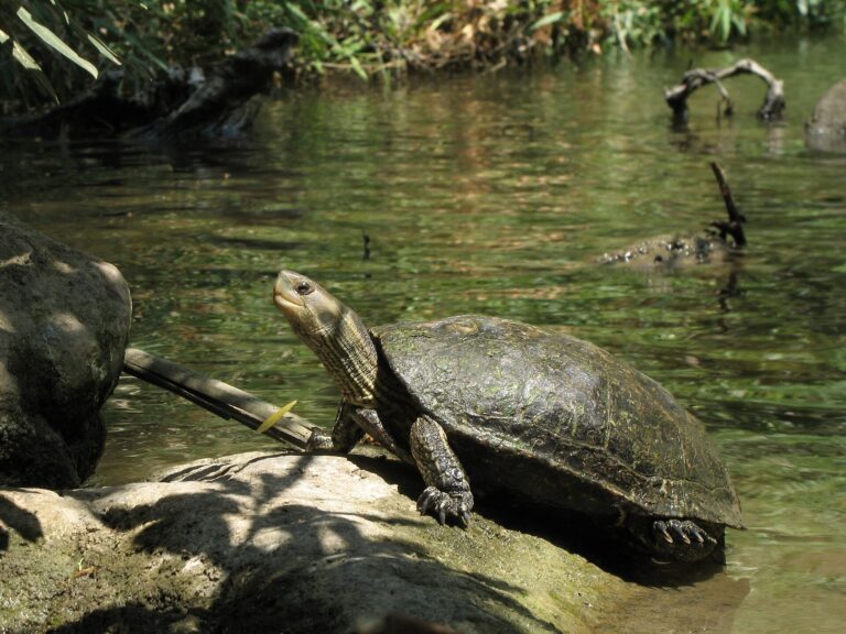 Želva kaspická (Mauremys caspica)