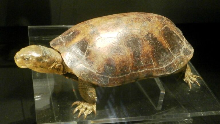 Želva cantorova (Mauremys mutica)