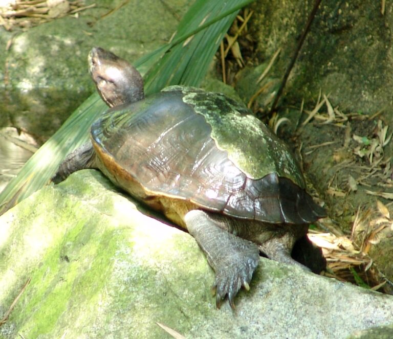 Želva černavá (Heosemys grandis)