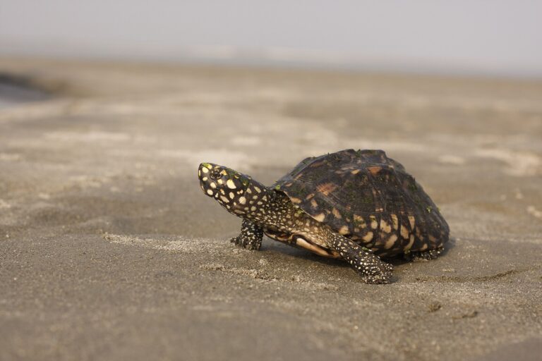Želva hamiltonova (Geoclemys hamiltonii)