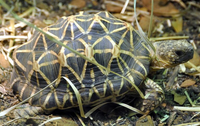 Želva hvězdnatá (Geochelone elegans)