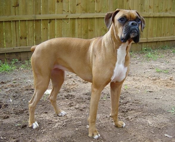 Německý boxer