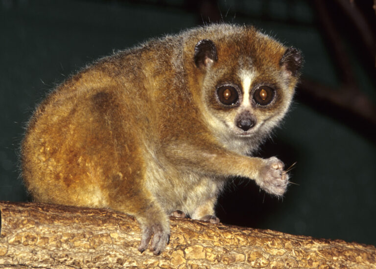 Outloň malý Outloň malý (Nycticebus pygmaeus)