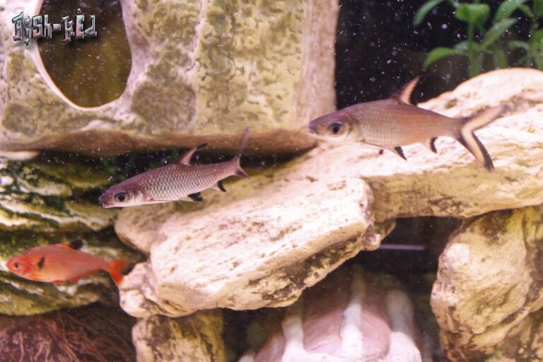 Parmička žraločí (Balantiocheilos melanopterus)