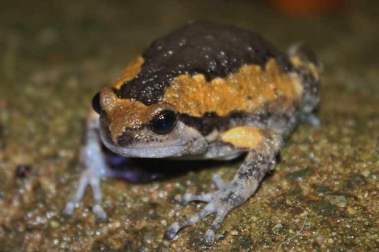 Parosnička indická (Kaloula pulchra)