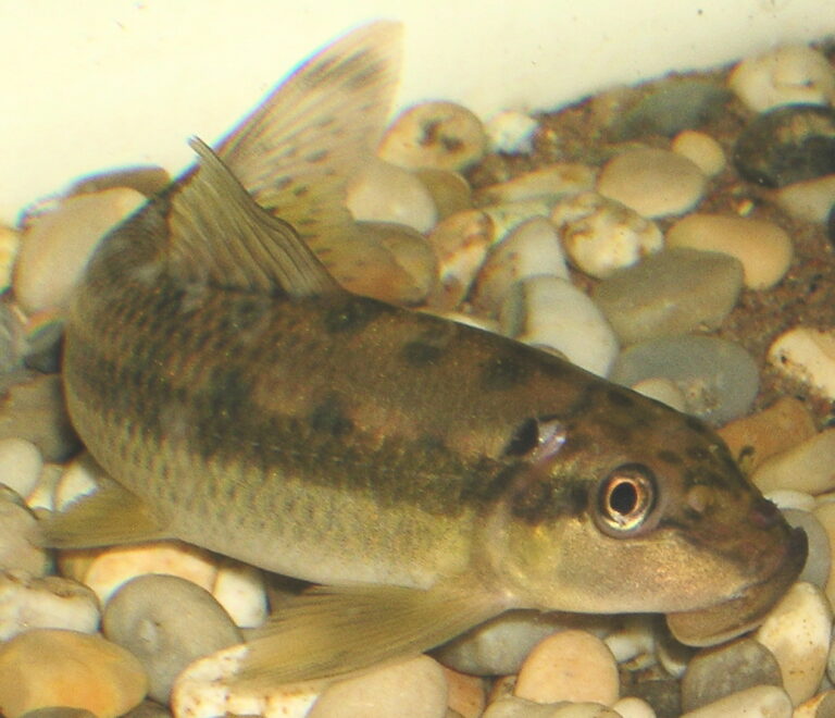 Přísavka thajská (Gyrinocheilus aymonieri)