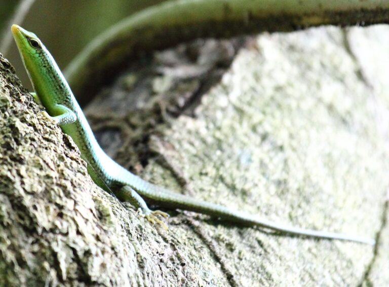 Scink olivový (Dasia olivacea)