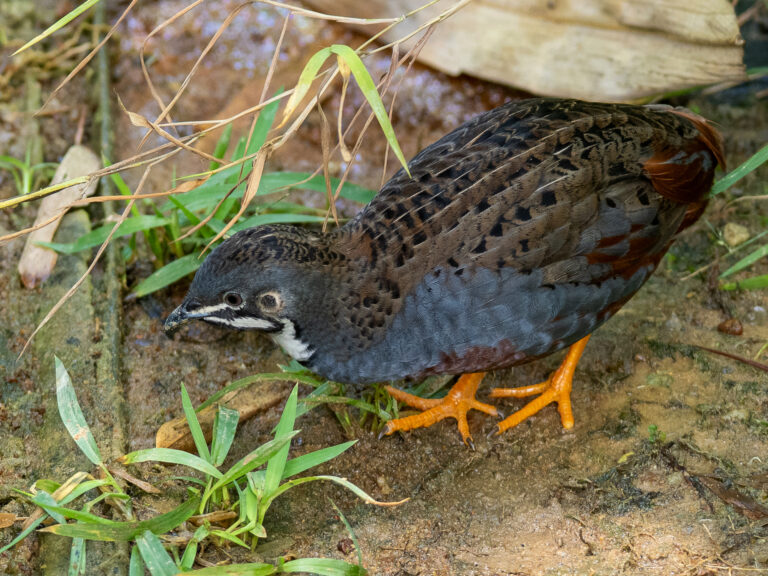 Křepelka čínská (Synoicus chinensis)