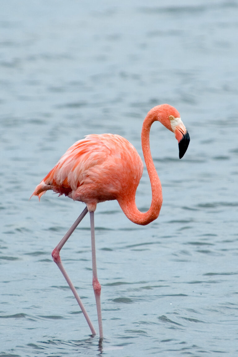 Plameňák karibský (Phoenicopterus ruber)