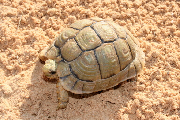 Želva kleinmanova Želva kleinmanova (Testudo kleinmanni)