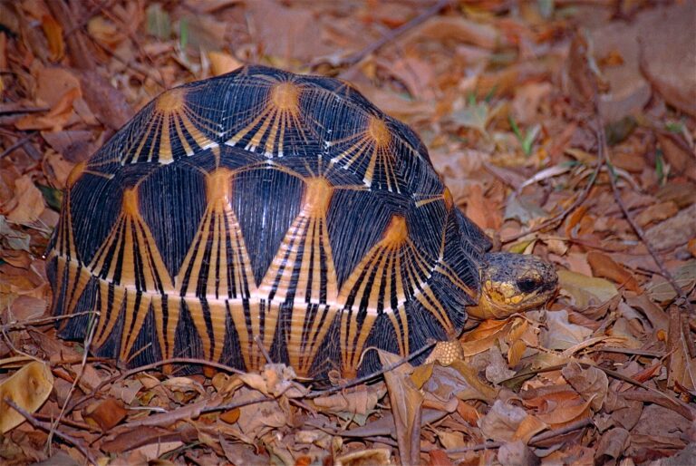 Želva paprsčitá (Astrochelys radiata)