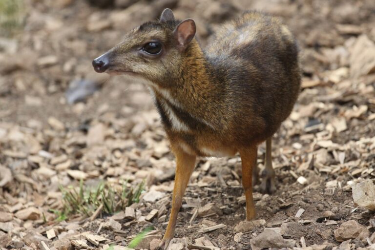 Kančil menší (Tragulus javanicus)