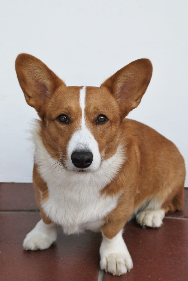 Welsh corgi cardigan