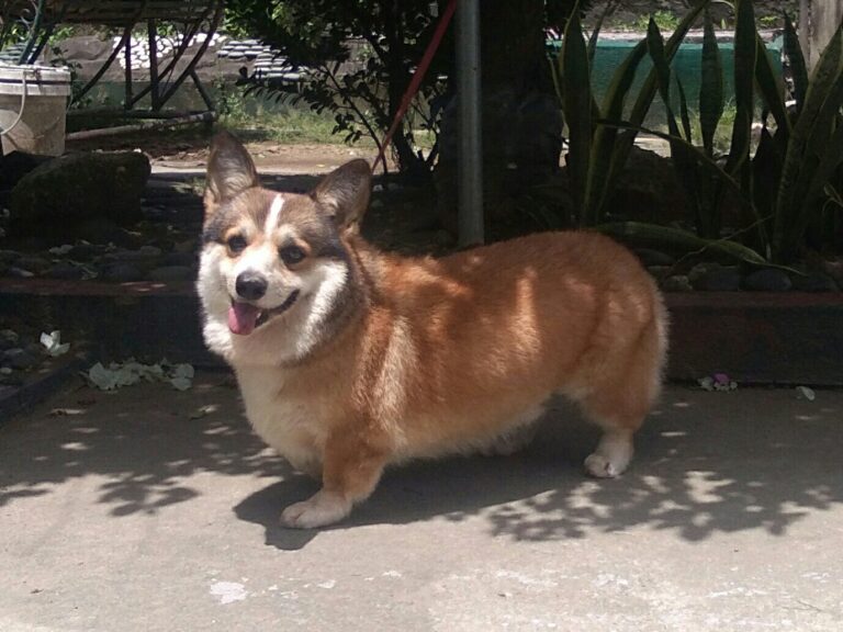 Welsh corgi pembroke